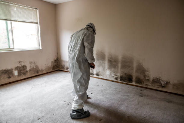 Best Specialized Mold Remediation in Hooverson Heights, WV